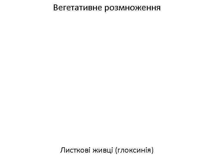 Вегетативне розмноження Листкові живці (глоксинія) 