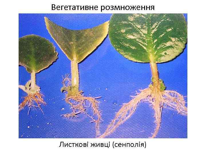 Вегетативне розмноження Листкові живці (сенполія) 