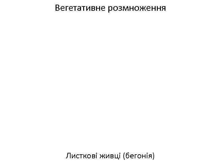 Вегетативне розмноження Листкові живці (бегонія) 