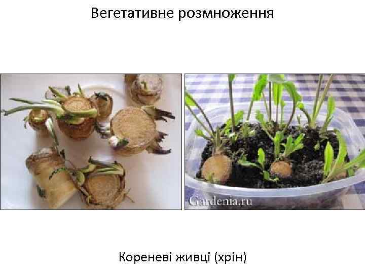 Вегетативне розмноження Кореневі живці (хрін) 