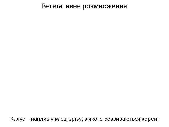 Вегетативне розмноження Калус – наплив у місці зрізу, з якого розвиваються корені 