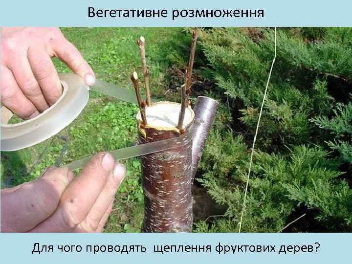 Вегетативне розмноження Для чого проводять щеплення фруктових дерев? 