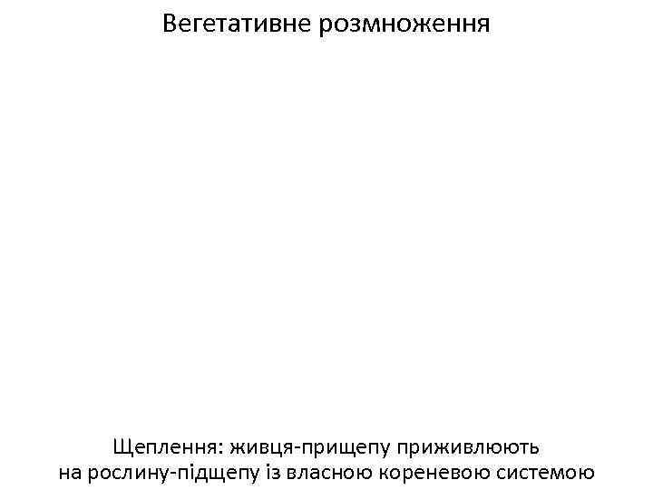 Вегетативне розмноження Щеплення: живця-прищепу приживлюють на рослину-підщепу із власною кореневою системою 