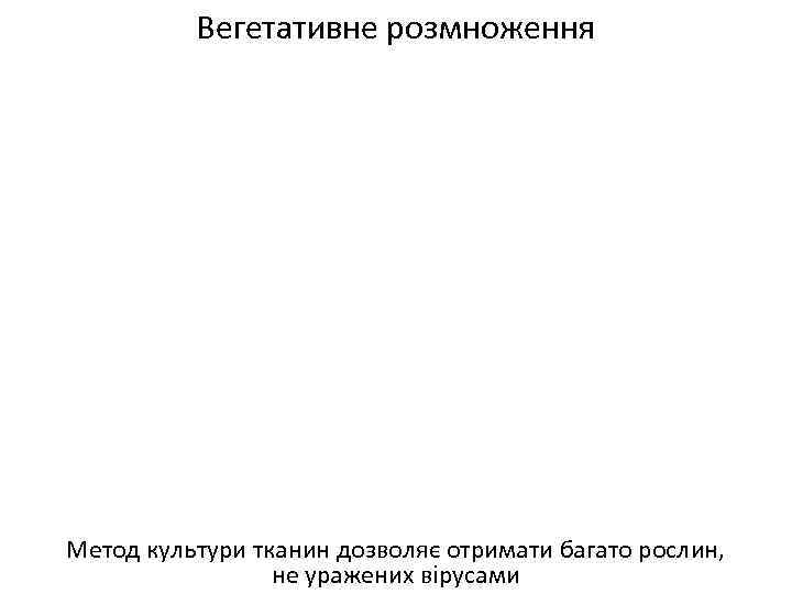 Вегетативне розмноження Метод культури тканин дозволяє отримати багато рослин, не уражених вірусами 