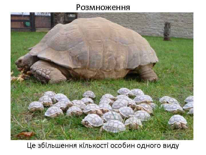 Розмноження Це збільшення кількості особин одного виду 