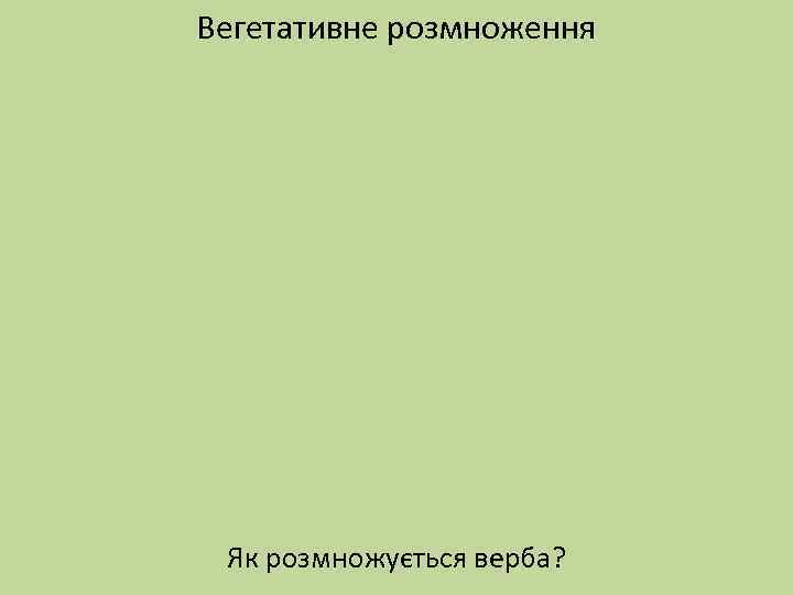 Вегетативне розмноження Як розмножується верба? 