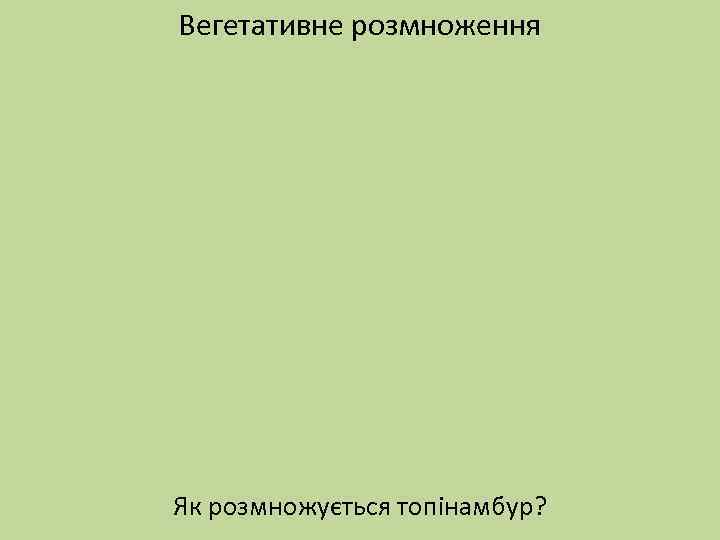 Вегетативне розмноження Як розмножується топінамбур? 