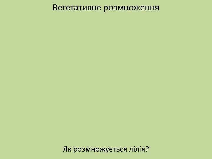 Вегетативне розмноження Як розмножується лілія? 