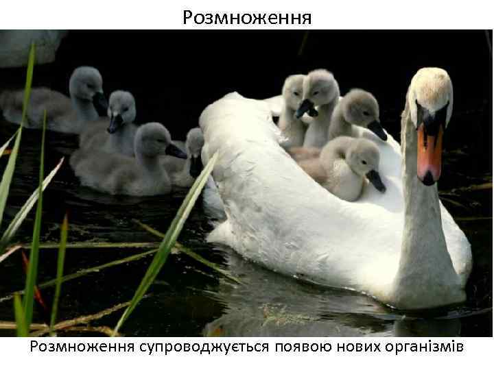 Розмноження супроводжується появою нових організмів 