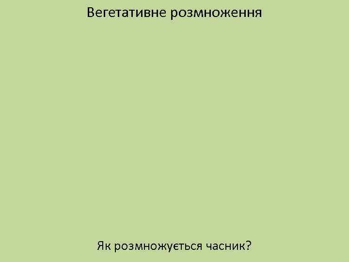 Вегетативне розмноження Як розмножується часник? 