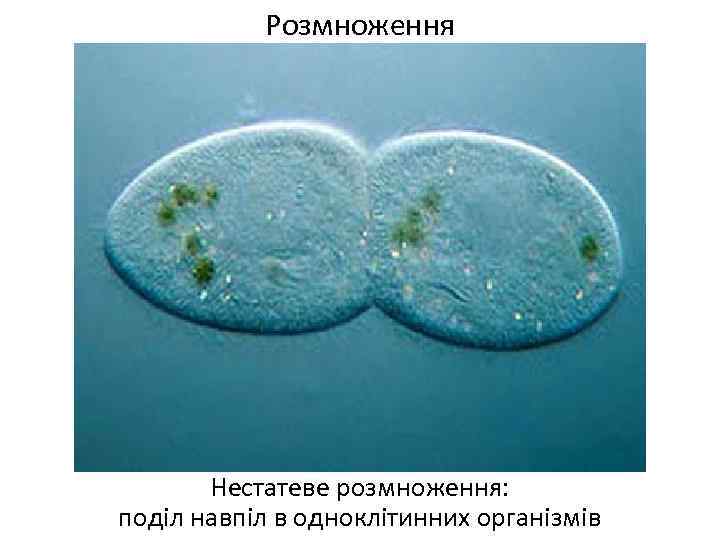 Розмноження Нестатеве розмноження: поділ навпіл в одноклітинних організмів 
