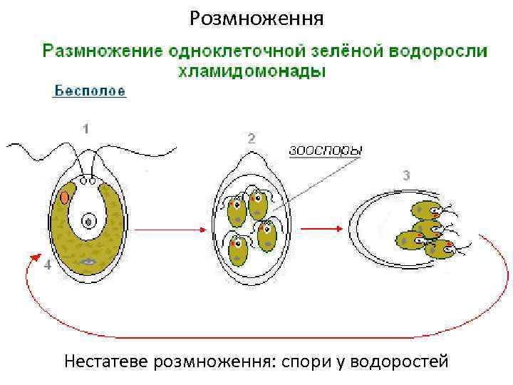 Розмноження Нестатеве розмноження: спори у водоростей 