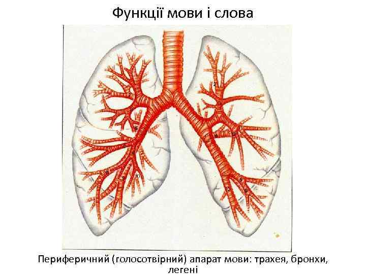 Функції мови і слова Периферичний (голосотвірний) апарат мови: трахея, бронхи, легені 