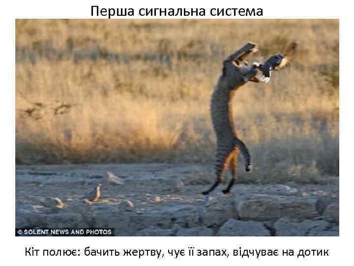Перша сигнальна система Кіт полює: бачить жертву, чує її запах, відчуває на дотик 