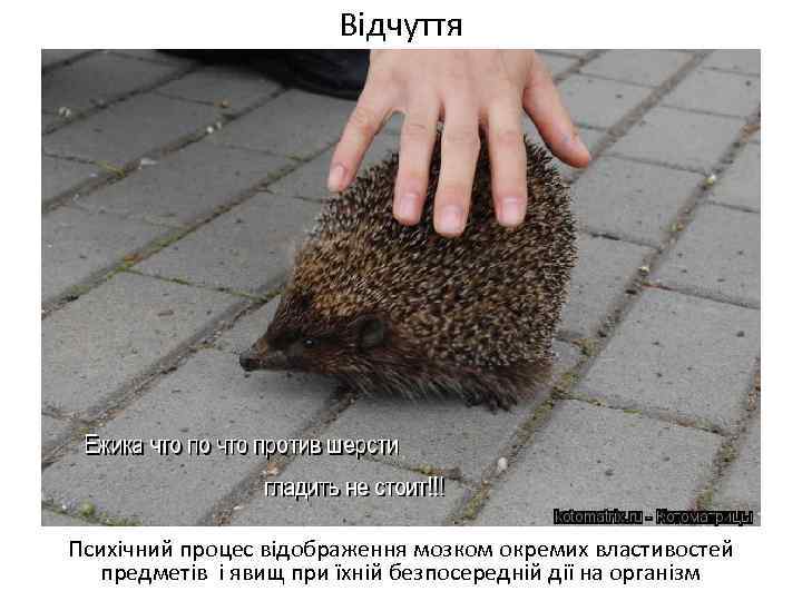Відчуття Психічний процес відображення мозком окремих властивостей предметів і явищ при їхній безпосередній дії