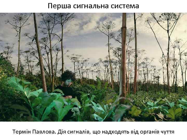 Перша сигнальна система Термін Павлова. Дія сигналів, що надходять від органів чуття 