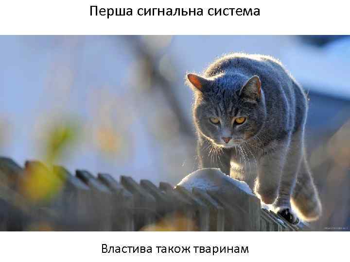 Перша сигнальна система Властива також тваринам 