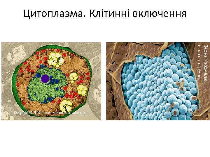Цитоплазма. Клітинні включення Зерна крохмалю в насінні гречки 