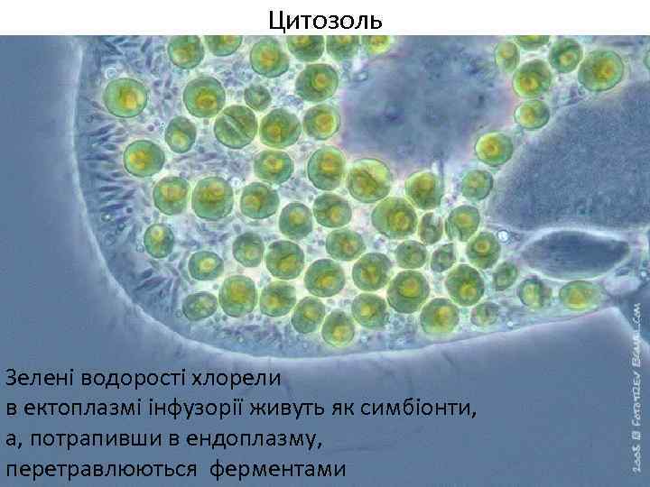 Цитозоль Зелені водорості хлорели в ектоплазмі інфузорії живуть як симбіонти, а, потрапивши в ендоплазму,