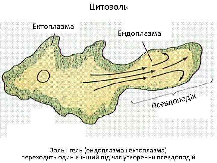 Цитозоль Ектоплазма Ендоплазма подія севдо П Золь і гель (ендоплазма і ектоплазма) переходять один
