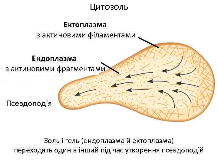 Цитозоль Ектоплазма з актиновими філаментами Ендоплазма з актиновими фрагментами Псевдоподія Золь і гель (ендоплазма