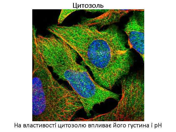 Цитозоль На властивості цитозолю впливає його густина і р. Н 