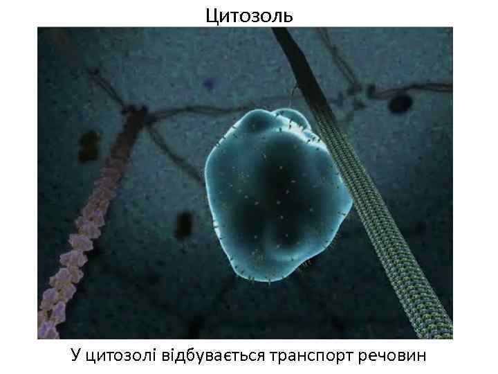 Цитозоль У цитозолі відбувається транспорт речовин 