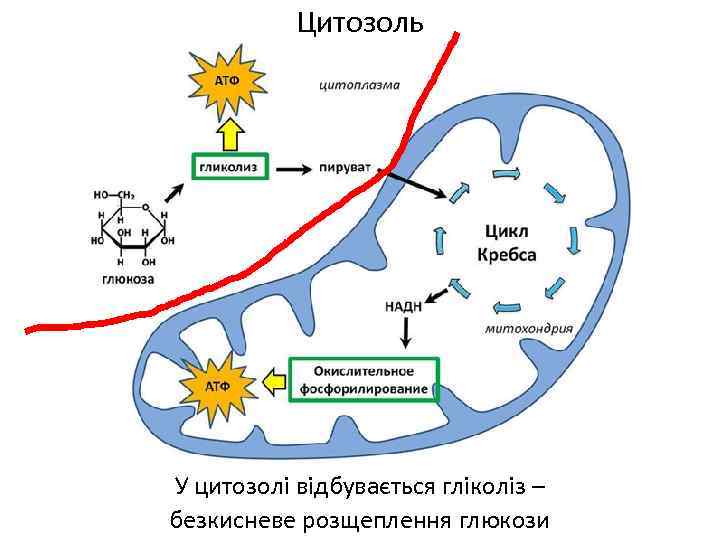 Цитозоль У цитозолі відбувається гліколіз – безкисневе розщеплення глюкози 