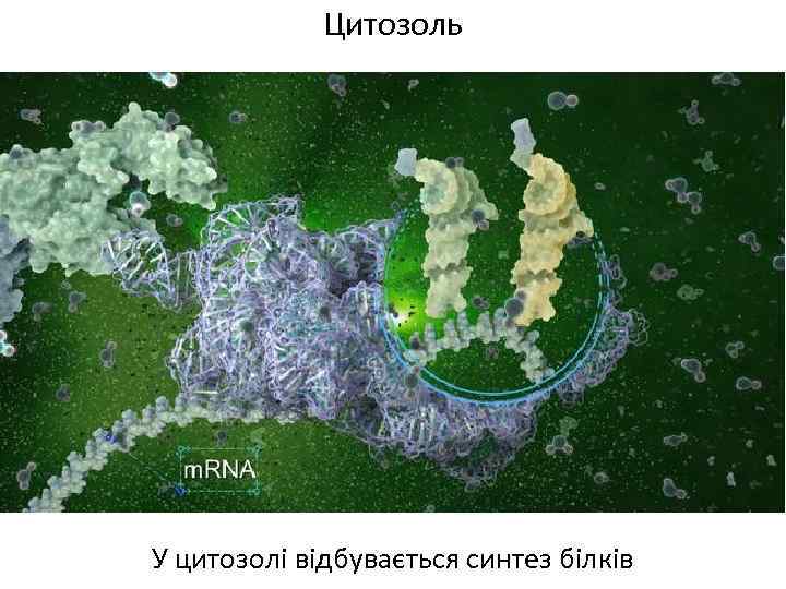 Цитозоль У цитозолі відбувається синтез білків 