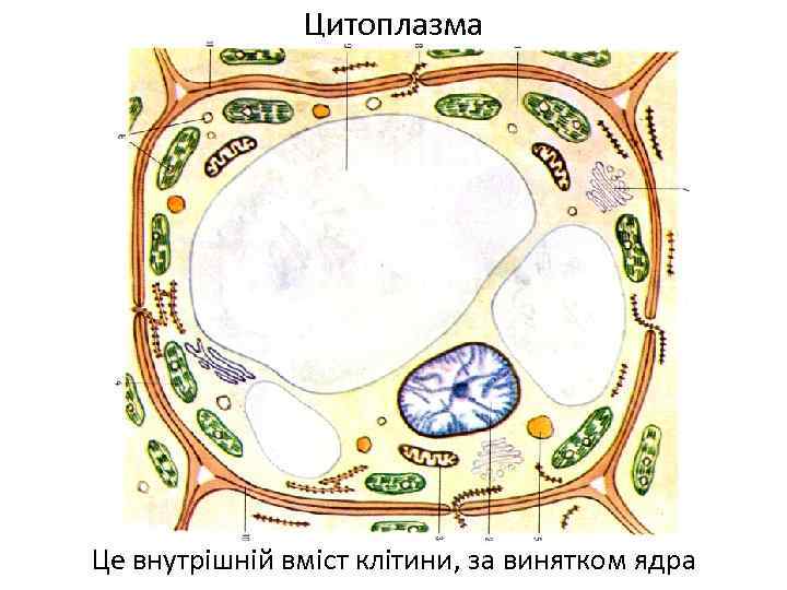 Цитоплазма Це внутрішній вміст клітини, за винятком ядра 