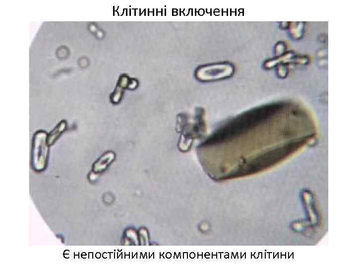 Клітинні включення Є непостійними компонентами клітини 