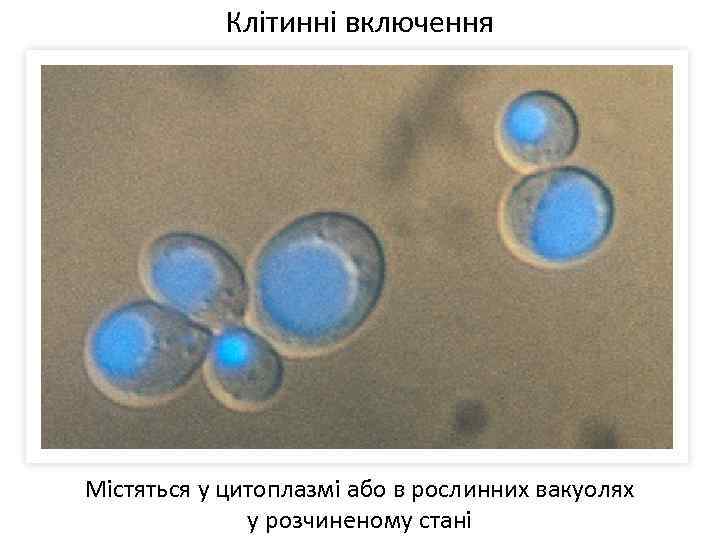 Клітинні включення Містяться у цитоплазмі або в рослинних вакуолях у розчиненому стані 