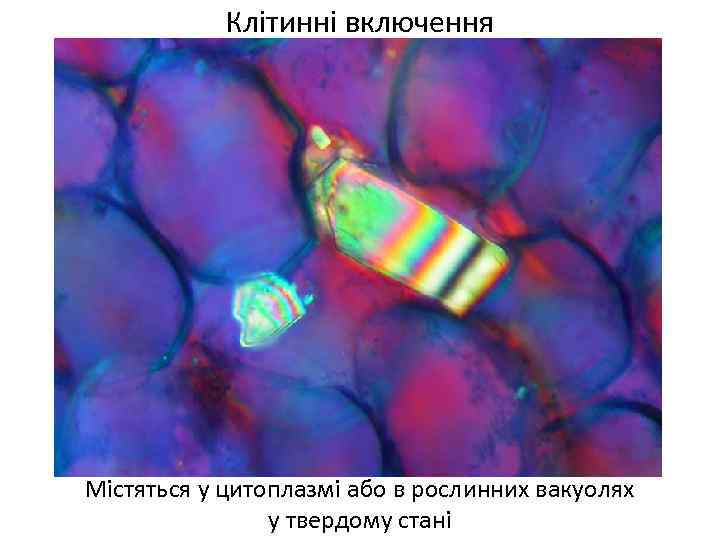 Клітинні включення Містяться у цитоплазмі або в рослинних вакуолях у твердому стані 