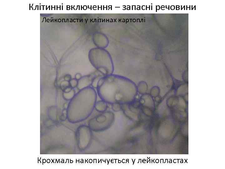 Клітинні включення – запасні речовини Лейкопласти у клітинах картоплі Крохмаль накопичується у лейкопластах 