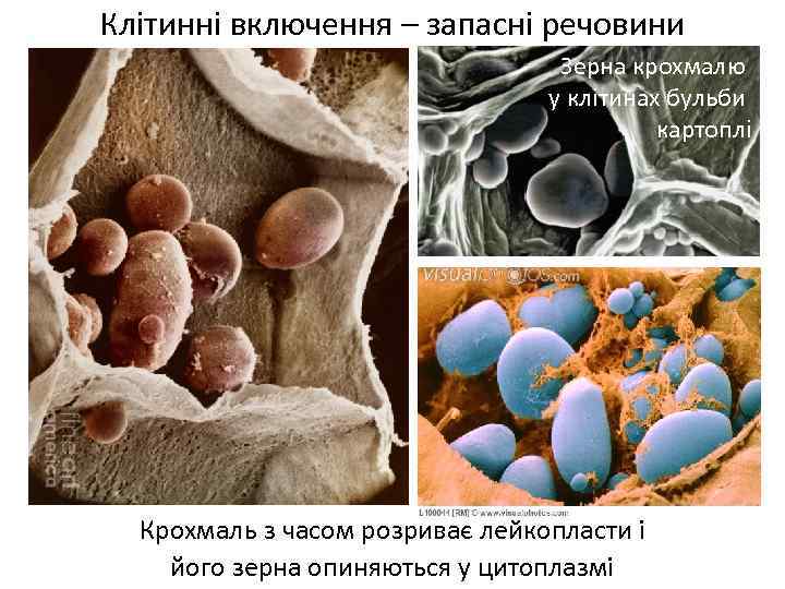 Клітинні включення – запасні речовини Зерна крохмалю у клітинах бульби картоплі Крохмаль з часом