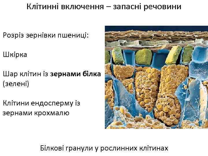 Клітинні включення – запасні речовини Розріз зернівки пшениці: Шкірка Шар клітин із зернами білка
