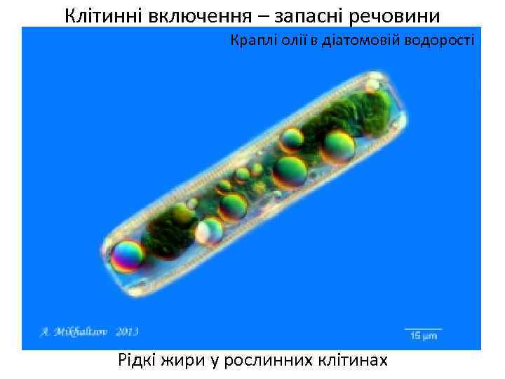 Клітинні включення – запасні речовини Краплі олії в діатомовій водорості Рідкі жири у рослинних