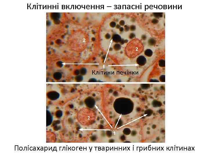 Клітинні включення – запасні речовини Клітини печінки Полісахарид глікоген у тваринних і грибних клітинах