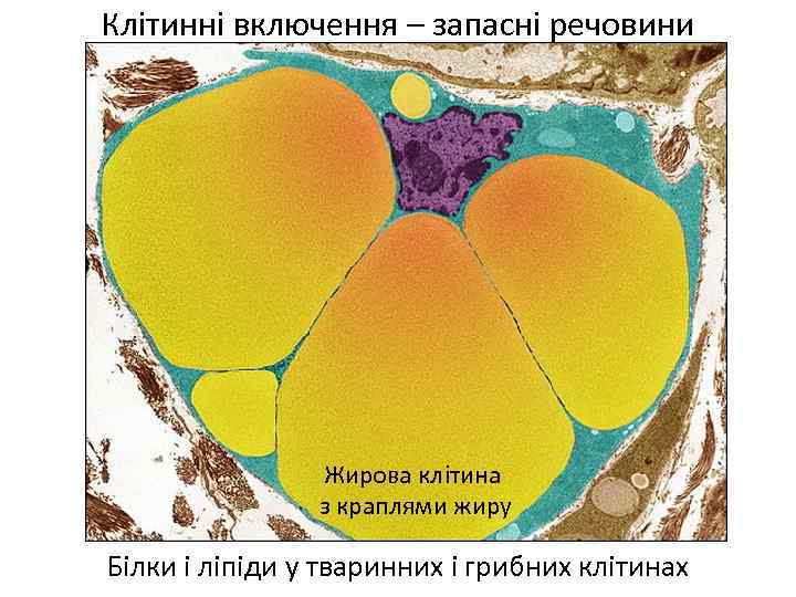 Клітинні включення – запасні речовини Жирова клітина з краплями жиру Білки і ліпіди у