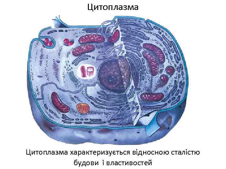 Цитоплазма характеризується відносною сталістю будови і властивостей 