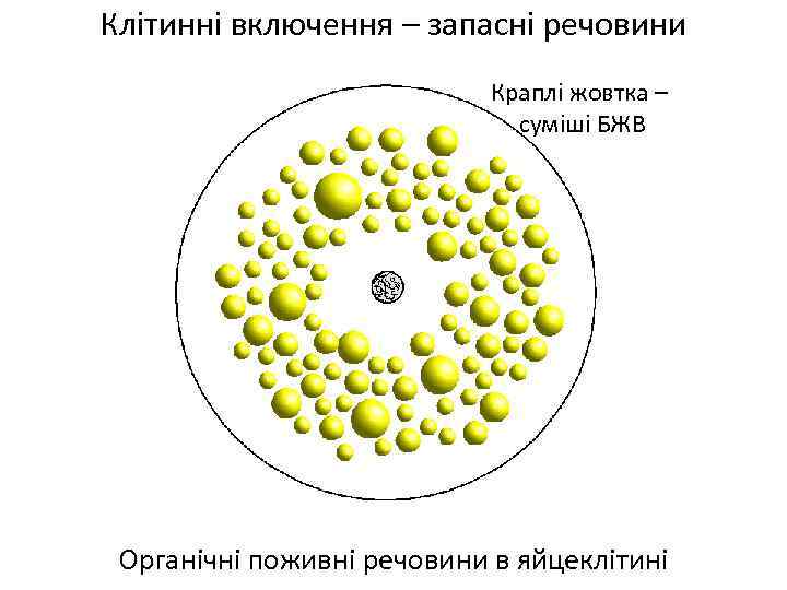 Клітинні включення – запасні речовини Краплі жовтка – суміші БЖВ Органічні поживні речовини в