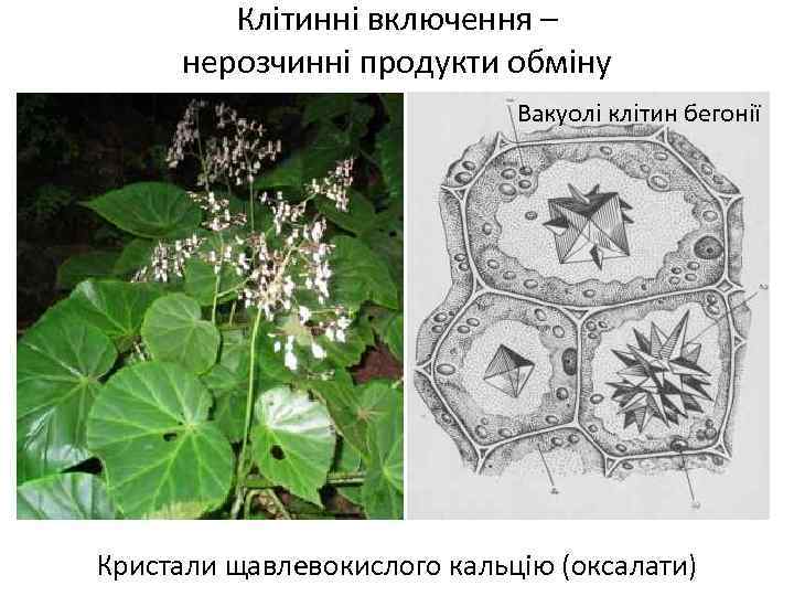 Клітинні включення – нерозчинні продукти обміну Вакуолі клітин бегонії Кристали щавлевокислого кальцію (оксалати) 