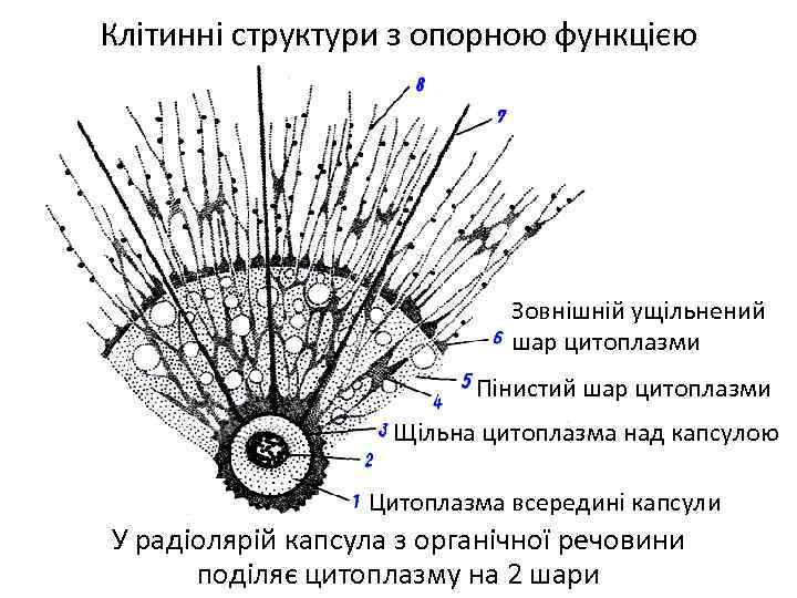 Клітинні структури з опорною функцією Зовнішній ущільнений шар цитоплазми Пінистий шар цитоплазми Щільна цитоплазма