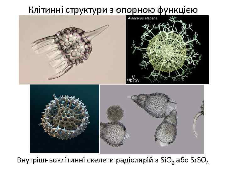 Клітинні структури з опорною функцією Внутрішньоклітинні скелети радіолярій з Si. O 2 або Sr.