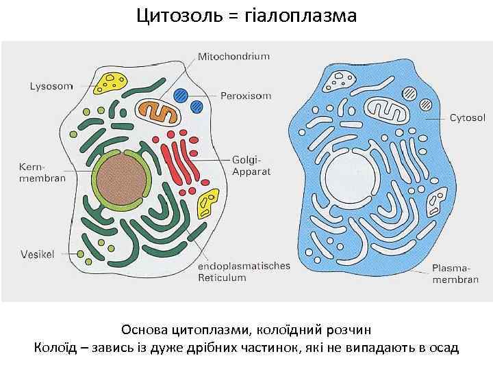 Цитозоль = гіалоплазма Основа цитоплазми, колоїдний розчин Колоїд – завись із дуже дрібних частинок,