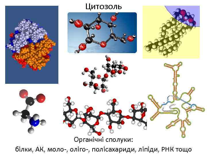 Цитозоль Органічні сполуки: білки, АК, моло-, оліго-, полісахариди, ліпіди, РНК тощо 