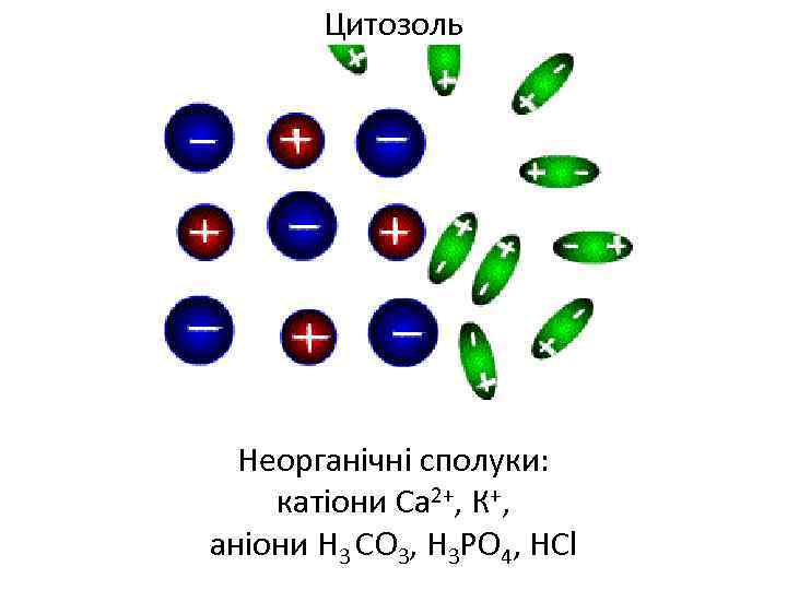 Цитозоль Неорганічні сполуки: катіони Са 2+, К+, аніони Н 3 СО 3, Н 3