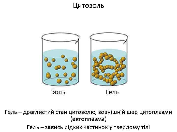 Цитозоль т Золь Гель – драглистий стан цитозолю, зовнішній шар цитоплазми (ектоплазма) Гель –