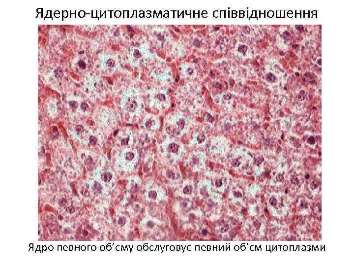 Ядерно-цитоплазматичне співвідношення Ядро певного об’єму обслуговує певний об’єм цитоплазми 