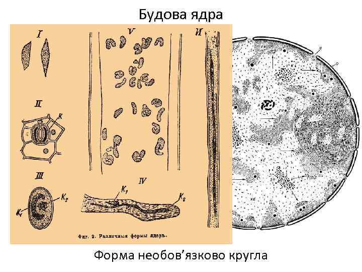 Будова ядра Форма необов’язково кругла 